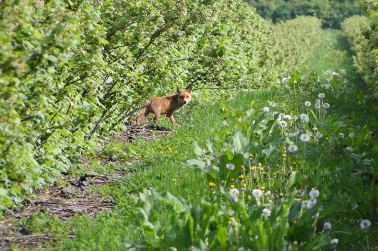 female fox  amongst blackcurrant bushes
