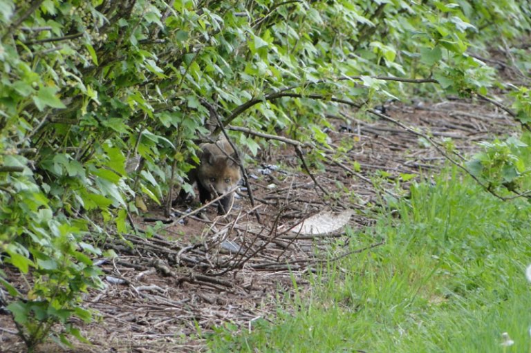 a fox cub
