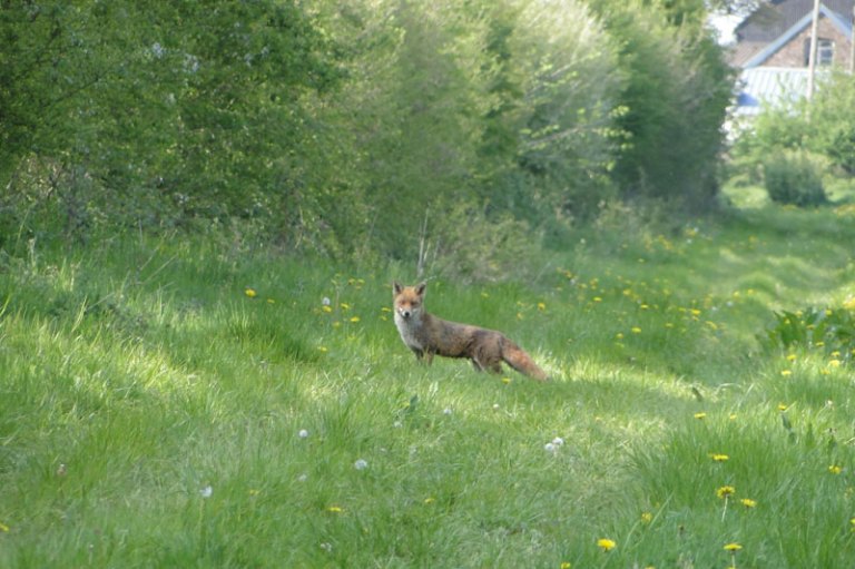a male fox