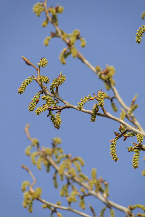 looking up at catkins against blue sky