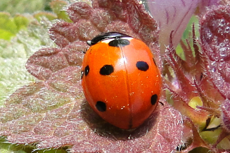 close up of ladybird on red dead nettle