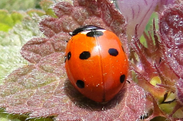 close up of ladybird on red dead nettle