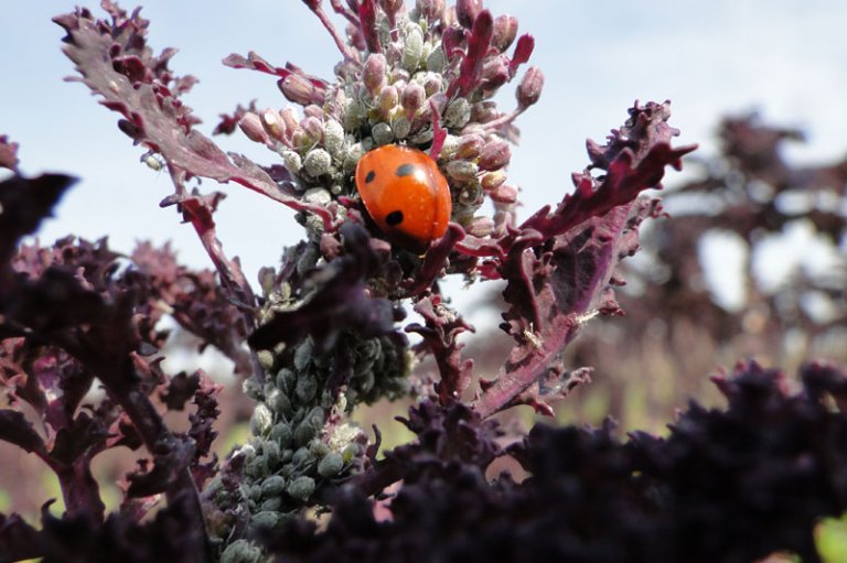 Ladybird eating aphids.