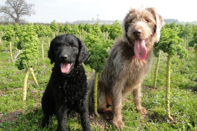 Labradoodles.