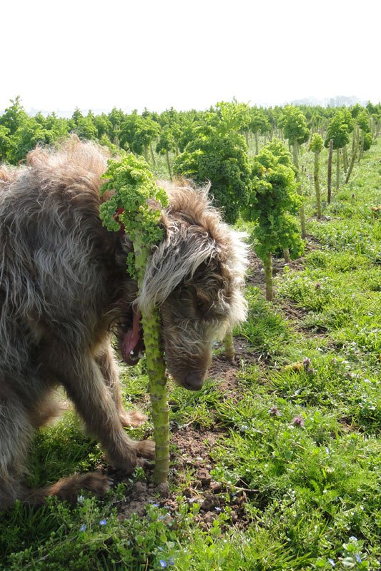 Labradoodle eating kale.