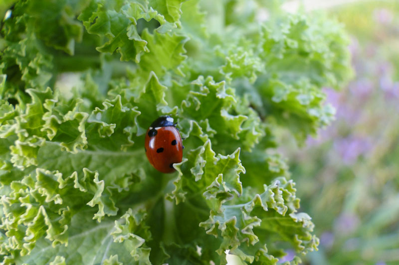 ladybird on green kale