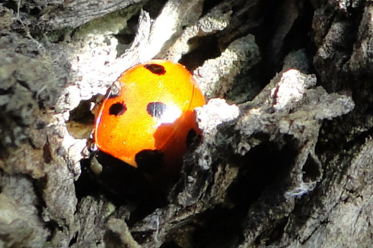 ladybird1 Ladybird early spring.