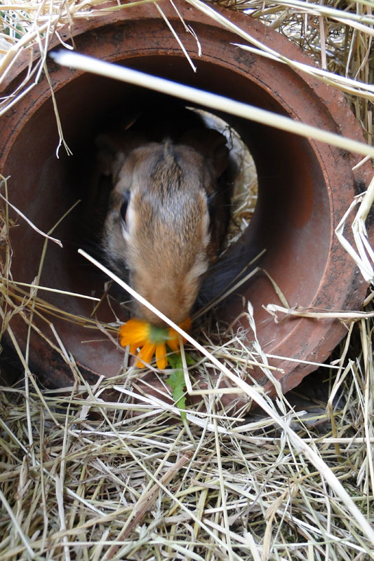 Beetle, bird and hare belgian hare eating a calendular flower