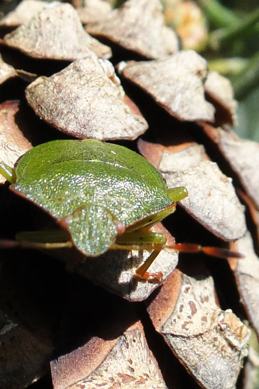 A shield (stink) bug