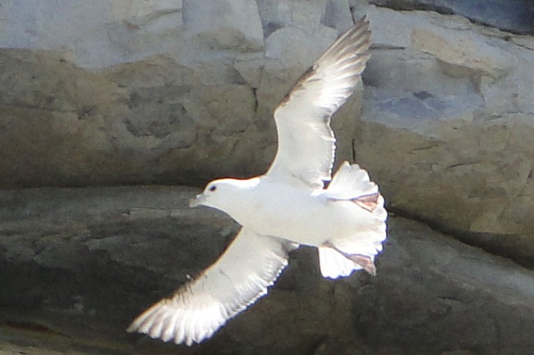 Seagull in flight
