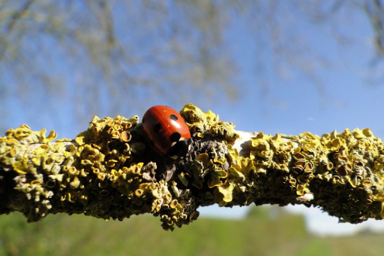 Beetle, bird and hare ladybird on a lichen covered twig