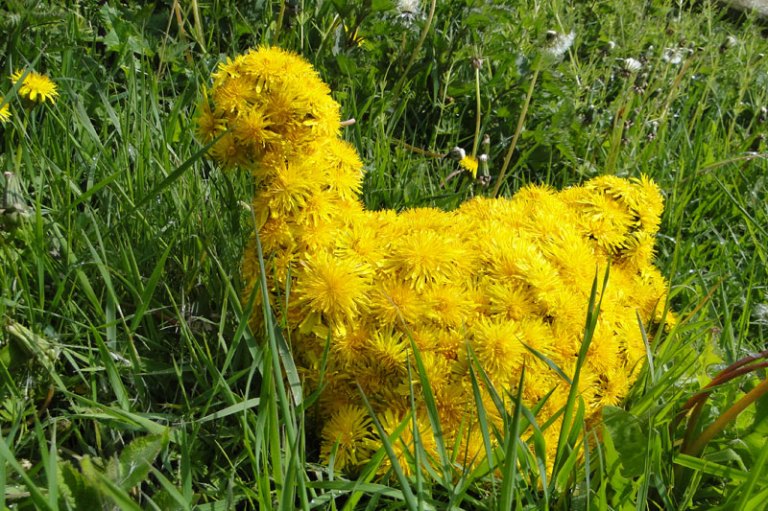 Beetle, bird and hare dandelion hen