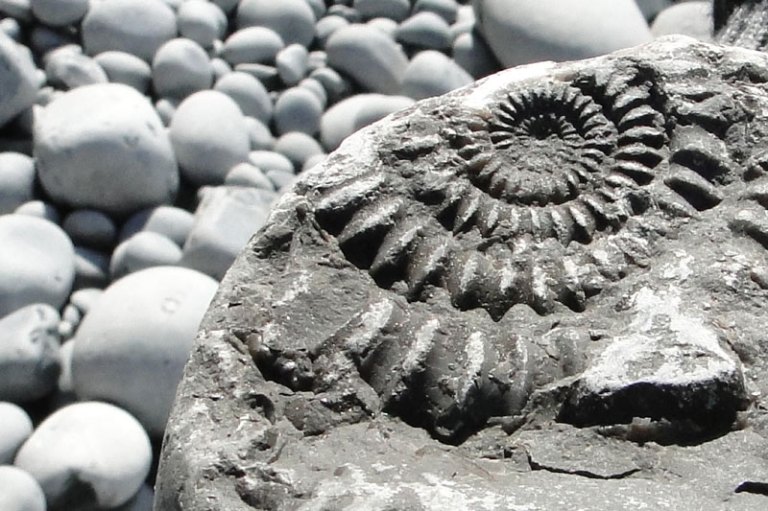 A trip to the seaside ammonite fossil