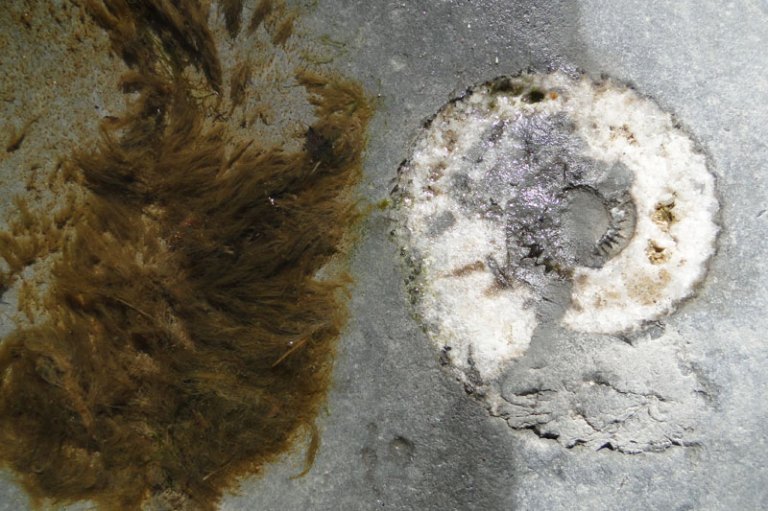 A trip to the seaside ammonite fossil at seaside