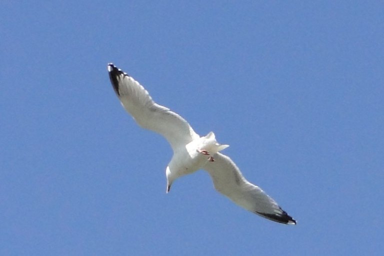 A trip to the seaside seagull in flight