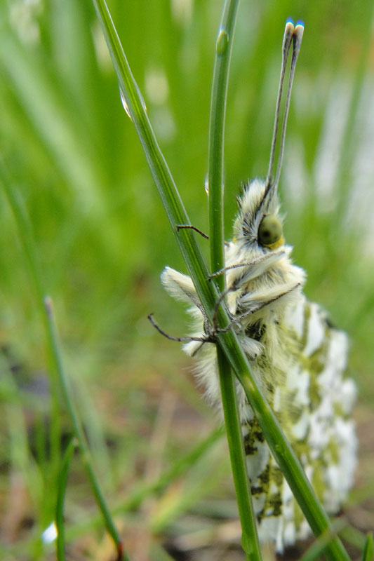 Orange Tip butterfly