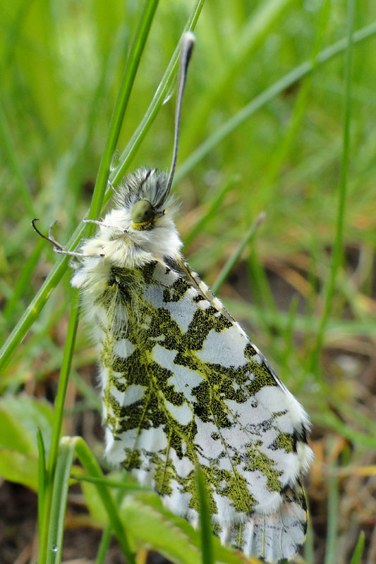 Orange Tip butterfly