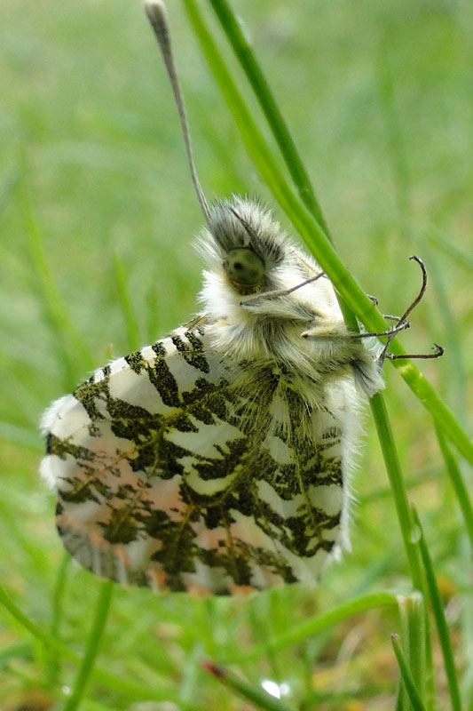Moutain dappled white?
