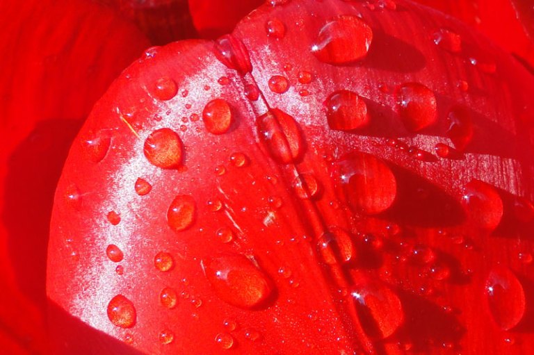 tulip with water droplets