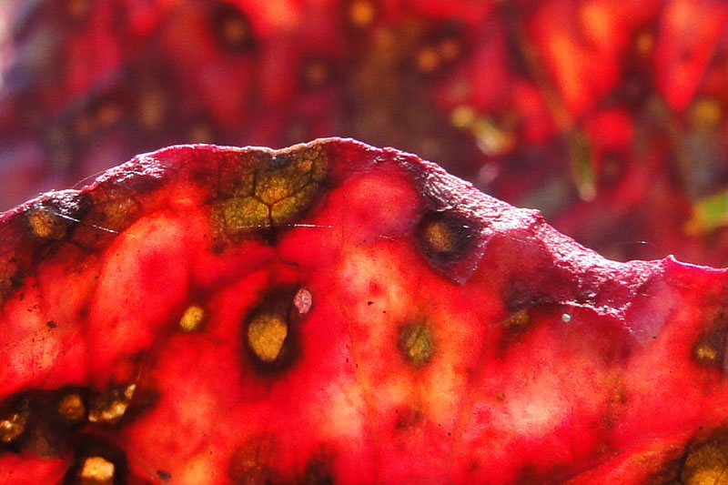 dock leaves turning red