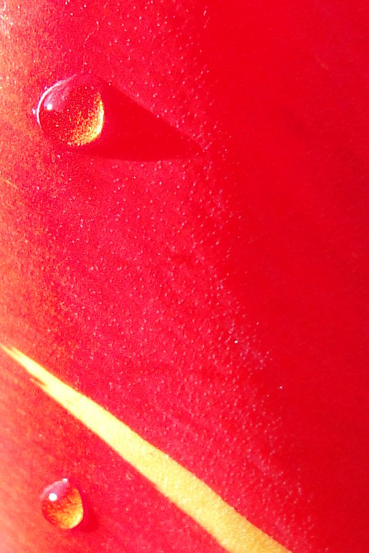 tulip with water droplets