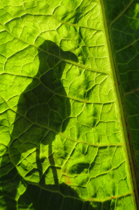 shadow of bird behind dock leaf