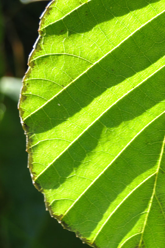 sunlight behind leaf