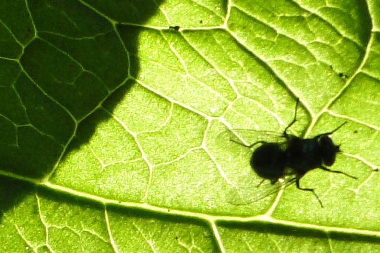 shadow of a fly 