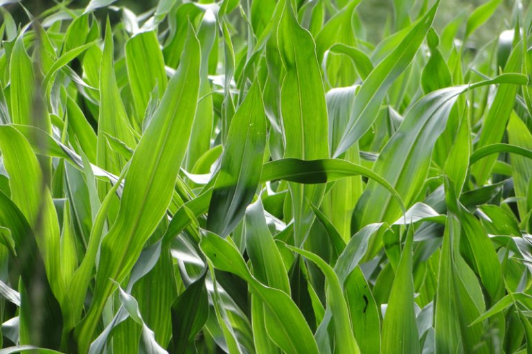 a field of corn in the sunshine