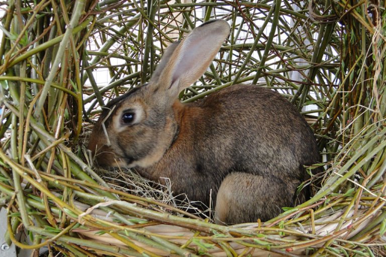 Belgian hare in a homemade nest.