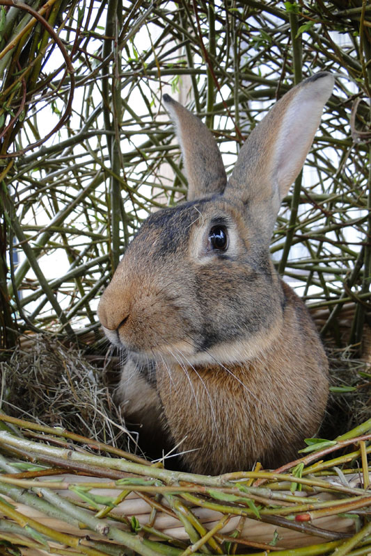 Belgian hare in a homemade nest.