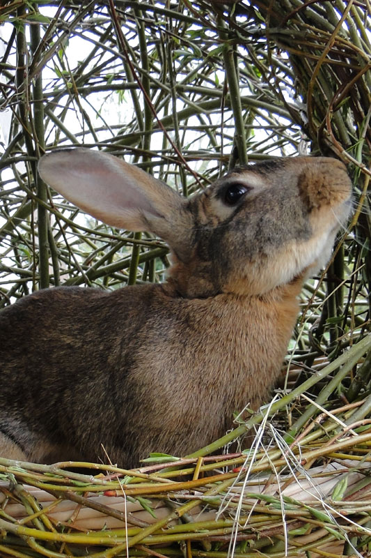 Belgian Hare in a handmade nest.