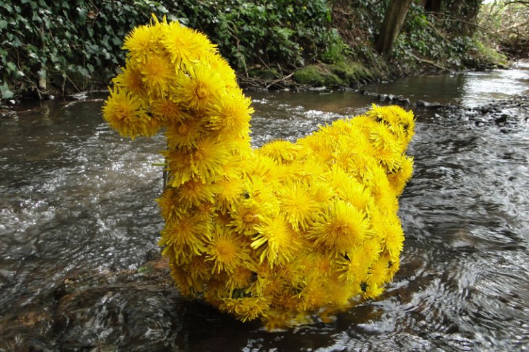 dandelion hen in stream