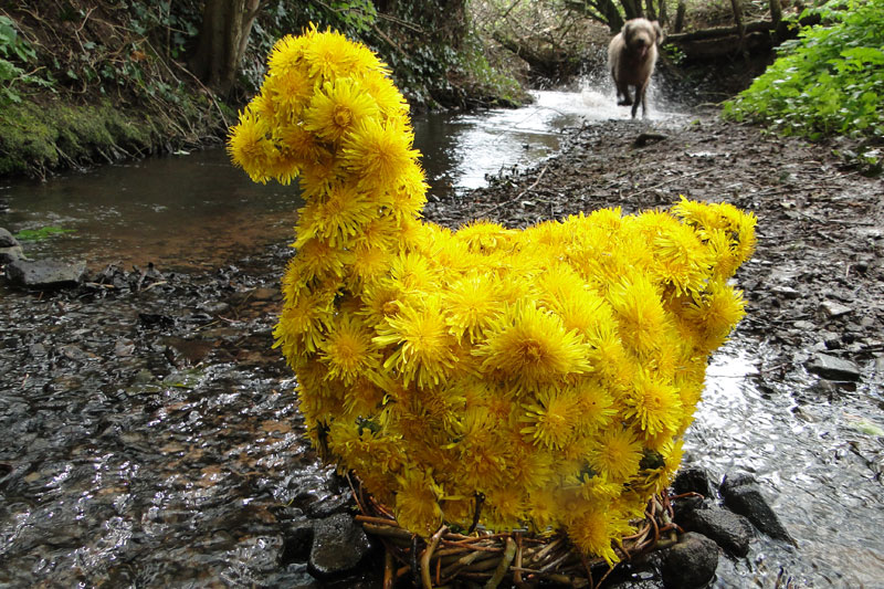 dandelion hen and dog in stream