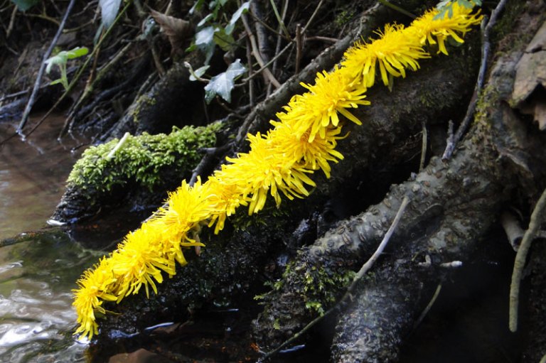 dandelion line into stream