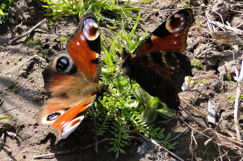 2 peacock butterflies