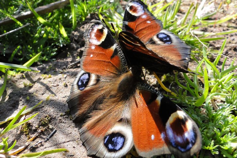 2 peacock butterflies