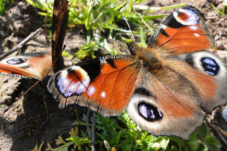 2 peacock butterflies