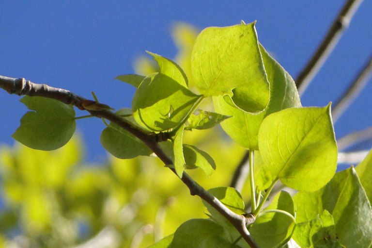 Sunday morning poplar tree leaves
