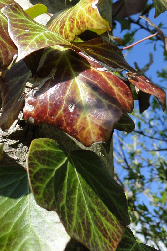 Sunday morning multi coloured ivy leaves