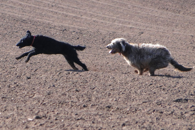 labradoodles running through ploughed field