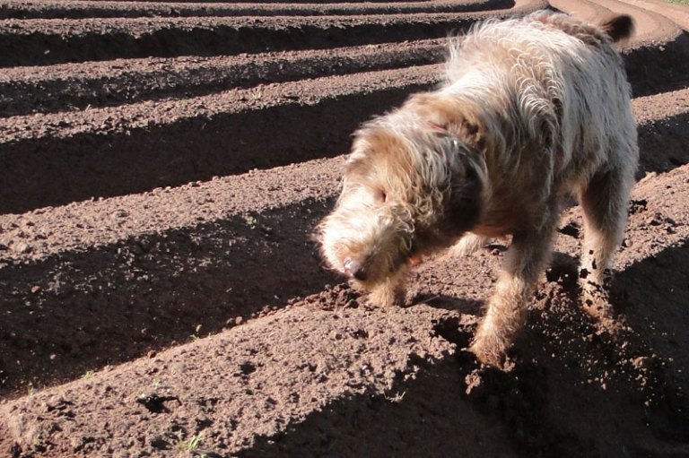 Sunday morning labradoodle in ploughed field