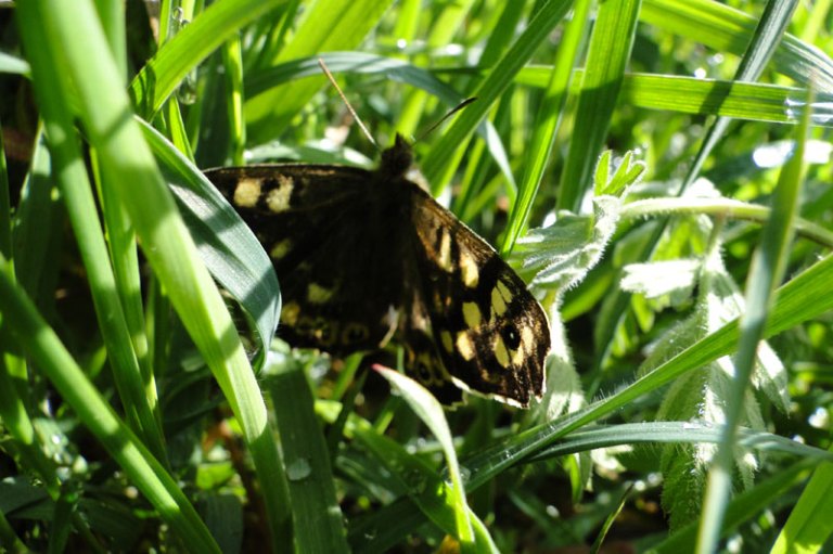 Sunday morning speckled wood butterfly