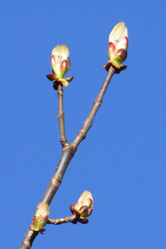 Horse chestnut tree in spring