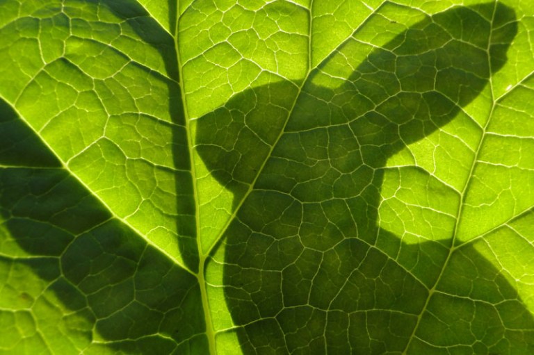 hare behind dock leaf
