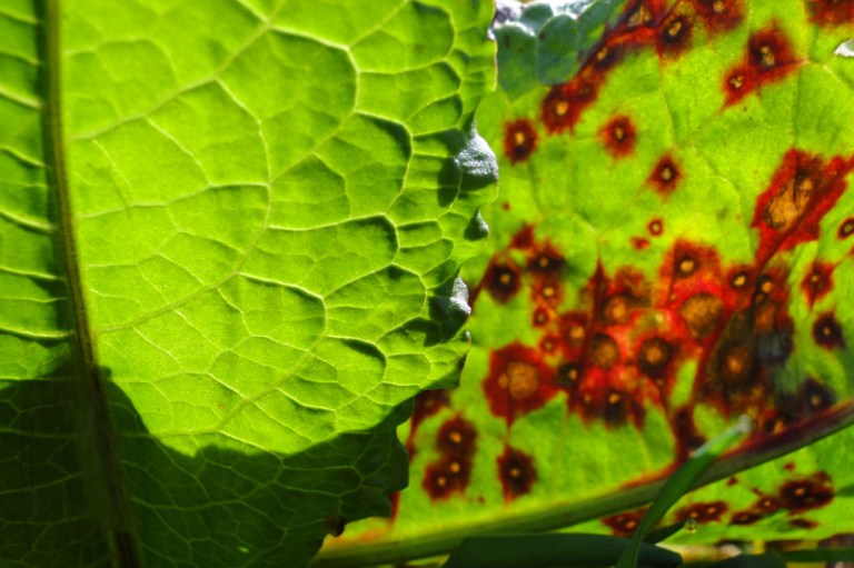 dock leaves with sun behind