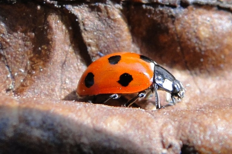 a ladybird