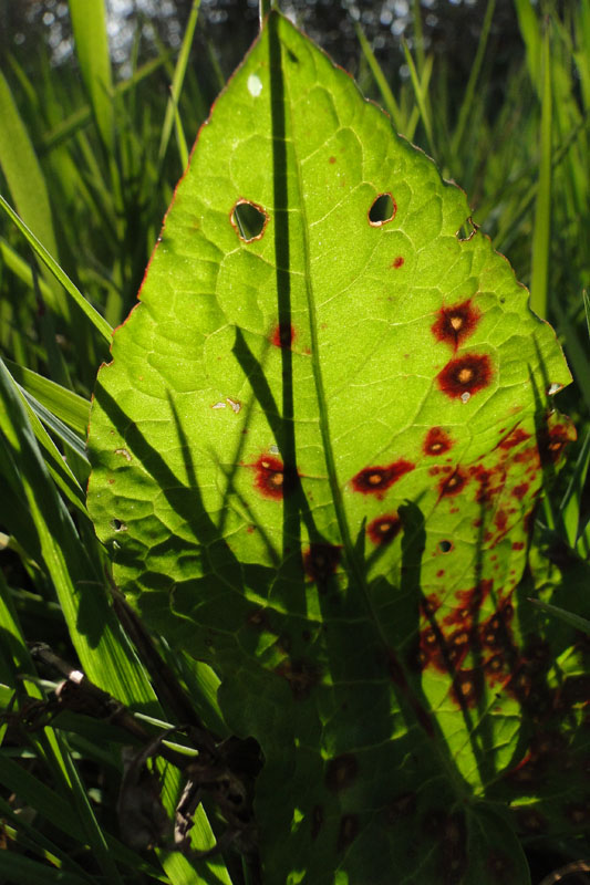 dock leaf with the sun behind it