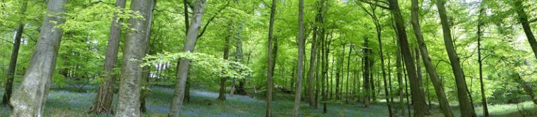 bluebell wood