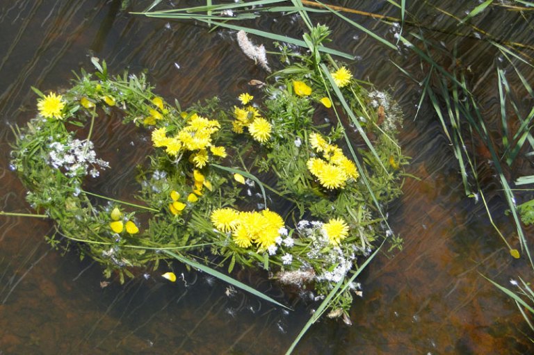 rings of wild flowers in a pond
